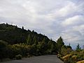 Douglas firs near the summit of Mount Tamalpais, Mill Valley, CA