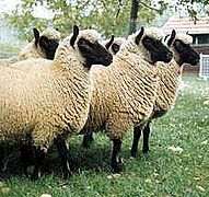 Ewes (Clun Forest breed, Laidlaw flock)