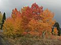 Fall Foliage Grand Mesa, Colorado