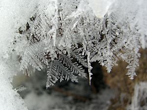 Feathery Snow Crystals (2217830221)