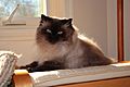 Himalayan Male Cat Cosmo 51x84x3456 2012-2-7 by A Silverstein
