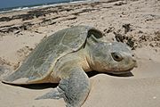 Kemp's Ridley sea turtle nesting.JPG