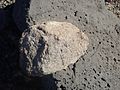 Kilbourne Hole lower crust xenolith