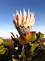 King Protea flower towards end of flowering