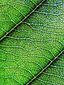 Loquat leaf