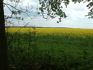 Oilseed rape field from Easton Hornstocks - geograph.org.uk - 436508