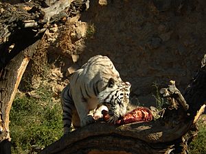 Siberian Tiger, Yerevan Zoo (2)