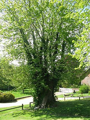 The Martyrs tree - geograph.org.uk - 1277399