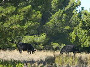 Wagyu Bulls in Alberto Forest