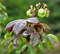 Bellyache Bush (Jatropha gossipifolia) in Hyderabad, AP W IMG 9473