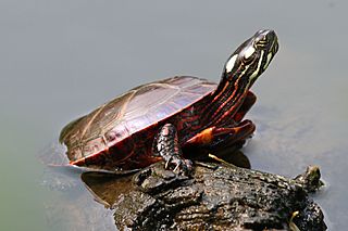Eastern Painted Turtle (Chrysemys picta picta).jpg