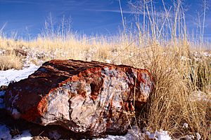 Fossilized wood at Petrified Forest