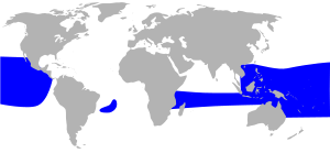 Great frigatebird (Fregata minor) distribution map HBW.svg
