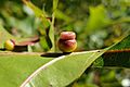 Kokkocynips rileyi oak gall crop