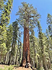 Lincoln Tree in Sequoia National Park (distance) July 2023