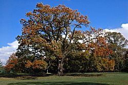 200-year-old oak tree at Brooklake Country Club