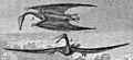 Ornithochirus umbrosus