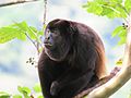 Panamanian Male Adult Howler Monkey.jpg
