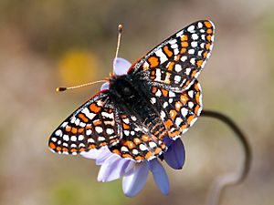 Quino Checkerspot Butterfly on a wild hyacinth (31651366006) cropped.jpg