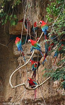 Scarlet Macaw - IM