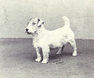 Sealyham Terrier from 1915