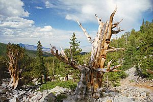 A112, Great Basin National Park, Nevada, USA, bristlecone pine tree, 2004