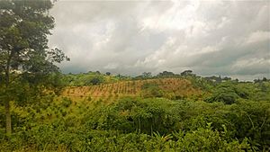 Agricultural landscape in Mirasol