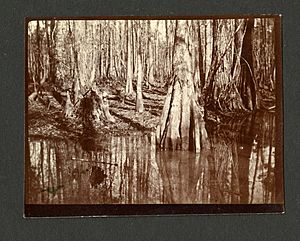 Cypress Swamp in South Carolina, 1898