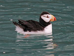 Horned Puffin RWD4