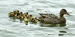 Momma Duck Leads The Way