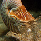 Nautilus tentacles