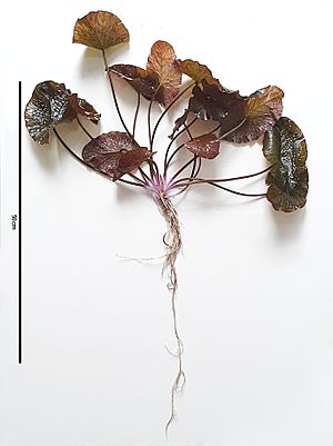 Nymphaea lotus L