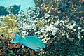 Queen parrotfish Scarus vetula (2442375123)
