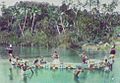 Solomon Islands canoe crop
