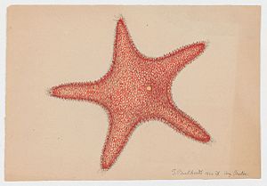 Starfish (Boston, Mass., 1860)