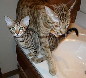 Tawny ocicat kitten with cinnamon ocicat mother.jpg