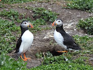 Two puffins facing each other