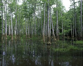 View of Bond Swamp National Wildlife Refuge, Georgia.jpg
