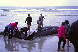 1986 beached whales in Flinders Bay (3)