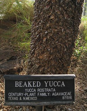 Beaked yucca - trunk
