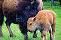 Bison on the Woolaroc Wildlife Preserve