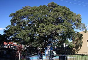 Ficus obliqua Kirsova PG Glebe sml