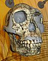 KNM-ER 1813 skull