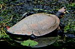 Magdalena River Turtle (Podocnemis lewyana), Medellin.jpg