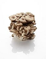 Neutari (oyster mushroom)
