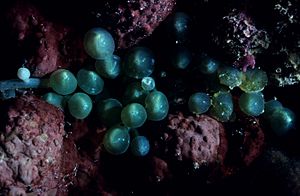 Oval sea grapes, Caulerpa racemosa var clavifera, at 5 meters depth