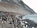 Paulet Island Adelie Pinguin Kolonie