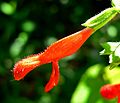 Salvia gesneriiflora 3
