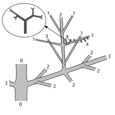 Tetraxylopteris reposana sterile branches