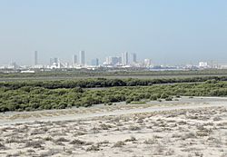 Mangroves near Umm al-Quwain